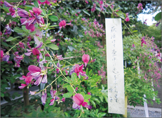万葉の花、萩の社「梨木神社」